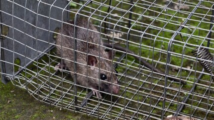 mice removal